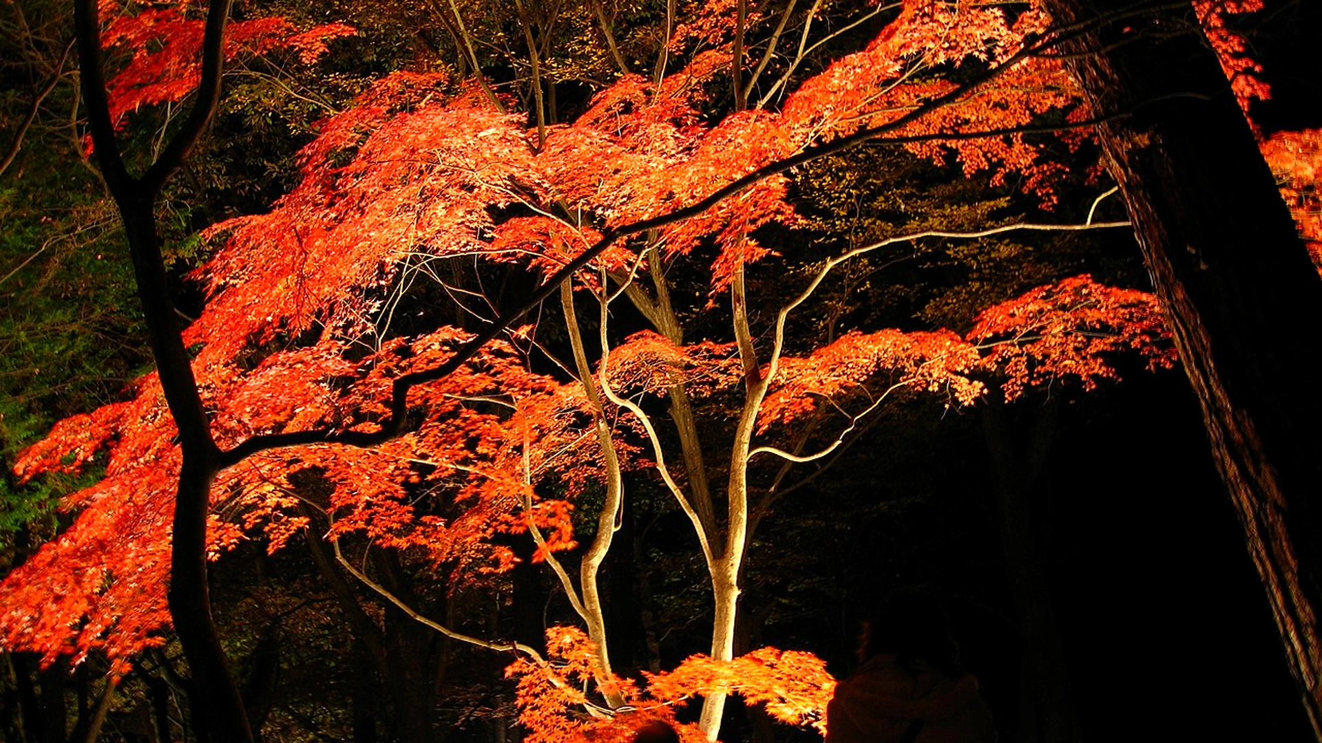 月の石もみじ公園の紅葉ライトアップ