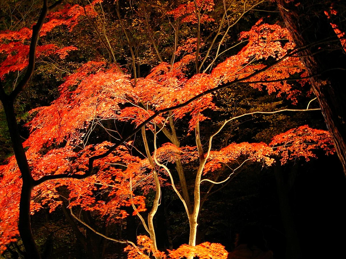 長瀞岩畳近くの紅葉とライトアップの木漏れ日 — 月の石もみじ公園周辺